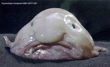 Рыба-капля (Blobfish)