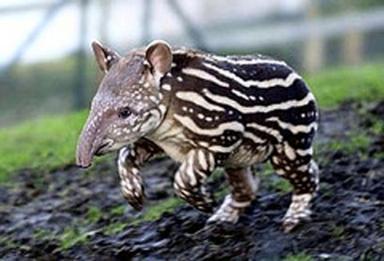 Тапир (Tapir)