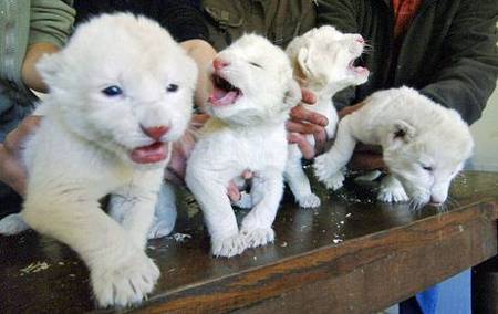 Белый лев (White Lion Cubs)